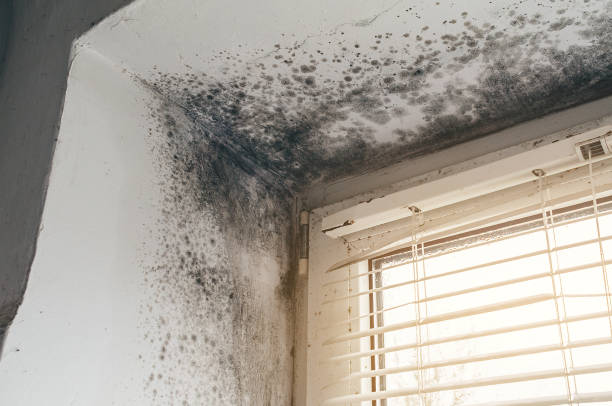 Trusted Basement Mold Remediation service in Narberth, PA - Cheap Mold Removal